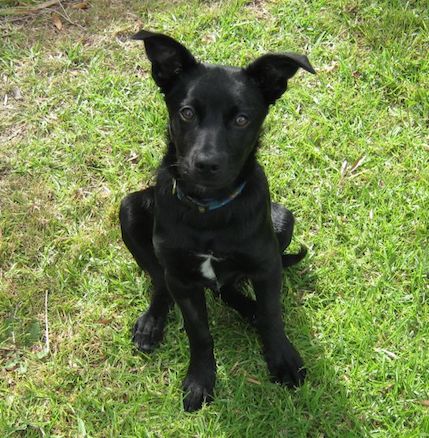 1-millyPup
